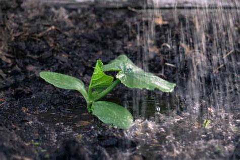 Fertilizing Squash: A Guide to Optimal Growth and Abundant Yields