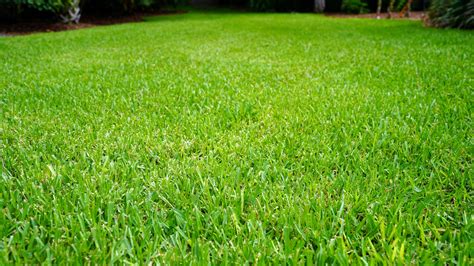 Fertilizing St. Augustine Grass: A Comprehensive Guide for Lush, Healthy Lawns