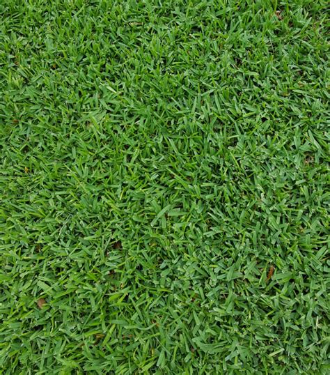 Fertilizing St. Augustine Grass: The Ultimate 4-Step Guide