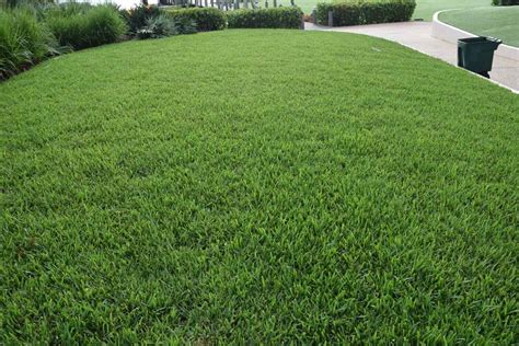 Fertilizing St. Augustine Grass in the Fall: 5 Top Tips for a Lush, Green Lawn in Spring