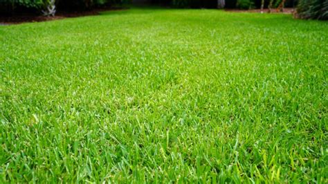 Fertilizing St. Augustine Grass in the Fall: A Comprehensive Guide to Lush Lawns