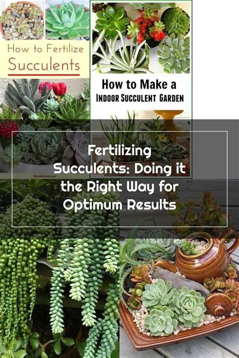 Fertilizing Succulents: A Comprehensive Guide for Plant Parents