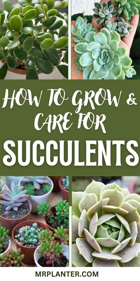 Fertilizing Succulents: A Comprehensive Guide to Nurturing Your Desert Beauties