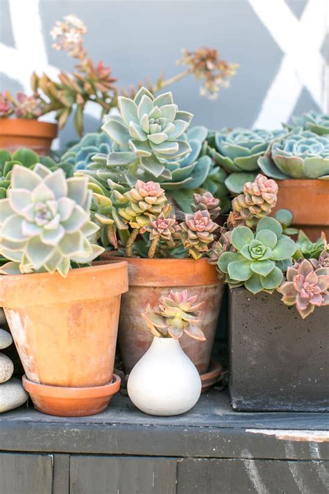 Fertilizing Succulents: A Guide to Keeping Your Plants Thriving