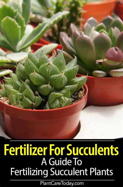 Fertilizing Succulents: A Guide to Nurturing Hardy Plants