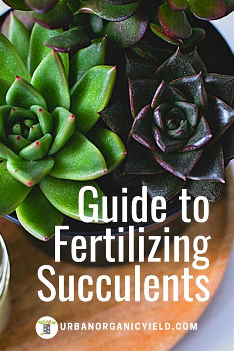 Fertilizing Succulents: The Ultimate Guide to Nourishing Your #1 Plants