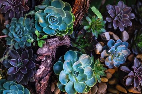 Fertilizing Succulents: The Ultimate Guide to Nurturing Your Succulent Oasis