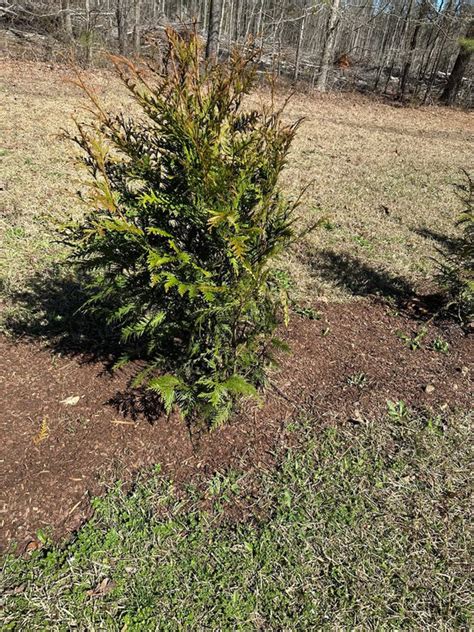 Fertilizing Thuja Green Giant: A Comprehensive Guide