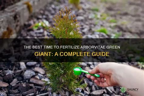 Fertilizing Thuja Green Giant: A Comprehensive Guide for Enhancing Growth and Health