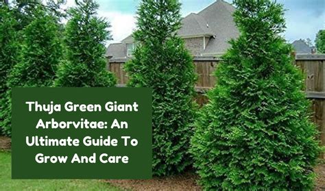 Fertilizing Thuja Green Giant: A Comprehensive Guide to Nourishing These Towering Beauties