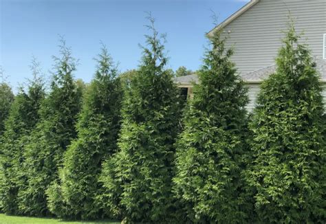 Fertilizing Thuja Green Giant: The Ultimate Guide