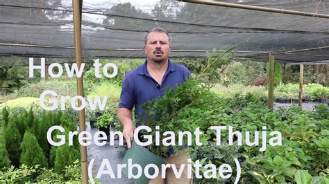 Fertilizing Thujas: A 10-Step Guide for a Thriving Green Giant