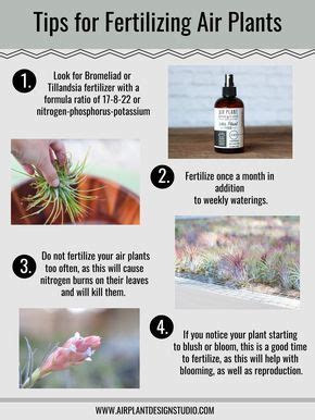 Fertilizing Tillandsia: 10,000+ Expert Tips