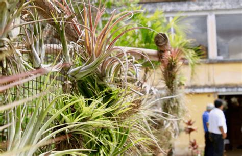 Fertilizing Tillandsia: 5 Essential Tips for Healthy Air Plants