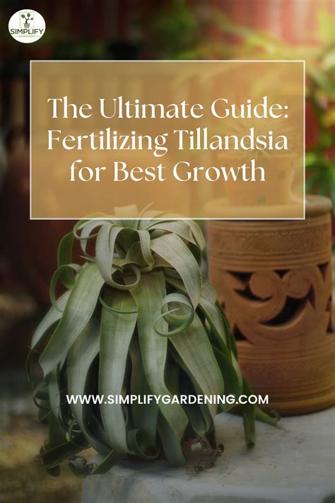 Fertilizing Tillandsia: A Comprehensive Guide for 5 Healthy Plants