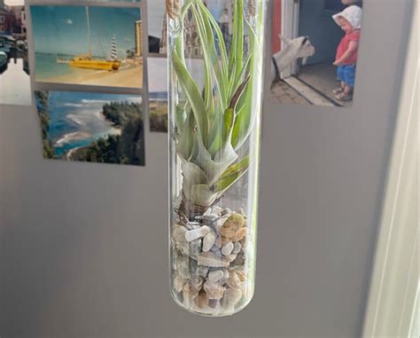 Fertilizing Tillandsia 101: Nourishing Your Air Plants for Vibrant Growth