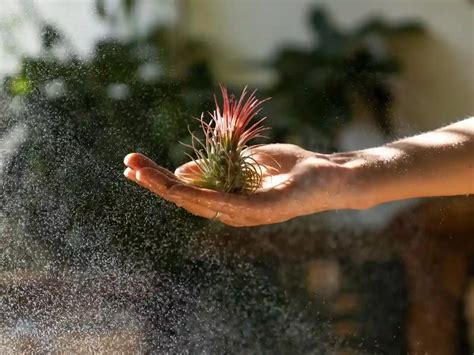 Fertilizing Tillandsias: The 3-Step Guide to Nourishing Your Air Plants