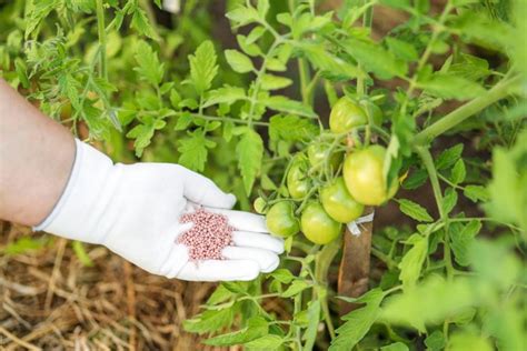 Fertilizing Tomato Plants: A Complete Guide to Boosting Growth and Yields