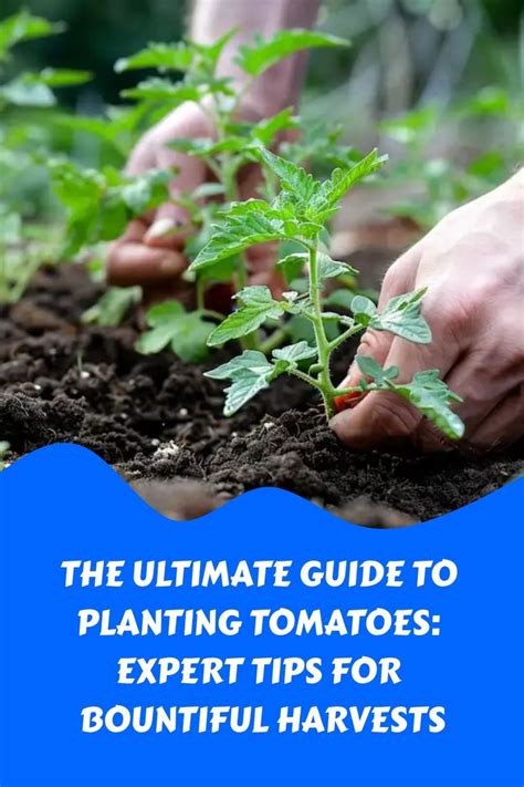 Fertilizing Tomato Plants: A Comprehensive Guide for Bountiful Harvests