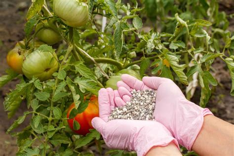 Fertilizing Tomato Plants 101: Nourishing Your Plants for Bountiful Harvests