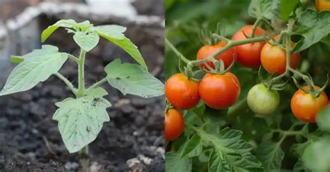 Fertilizing Tomato Plants for Maximum Yield: A Comprehensive Guide