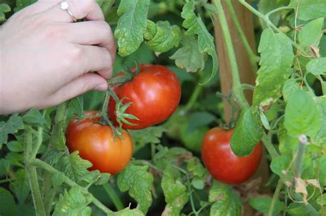 Fertilizing Tomato Plants in Containers: A 10-Step Guide for Bountiful Harvests