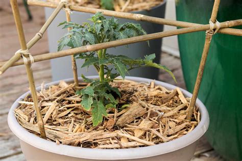 Fertilizing Tomato Plants in Containers: A 10-Step Guide to Abundant Harvests