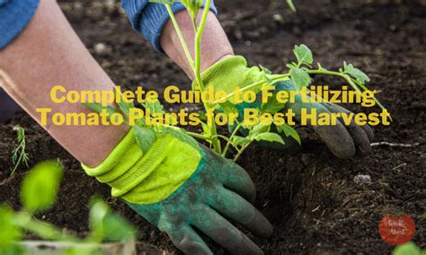 Fertilizing Tomato Plants in Containers: A 12-Step Guide to Bountiful Harvests