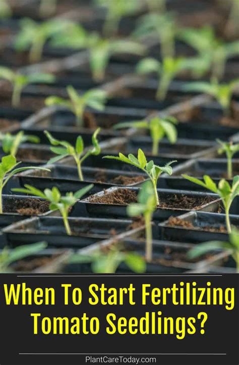 Fertilizing Tomato Seedlings: A Comprehensive Guide