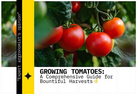 Fertilizing Tomato Seedlings: A Comprehensive Guide for Bountiful Harvests