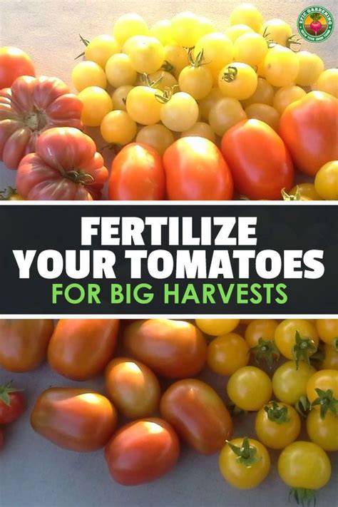 Fertilizing Tomatoes: The Ultimate Guide for Abundant Harvests