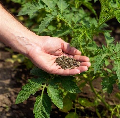 Fertilizing Tomatoes and Peppers: A 10,000+ Character Guide to Getting the Most from Your Plants