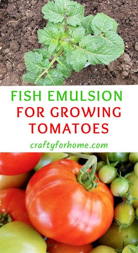 Fertilizing Tomatoes with Fish Emulsion: A Guide for Maximum Yields