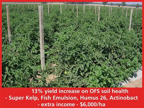 Fertilizing Tomatoes with Fish Emulsion: An Organic Supercharge for Bumper Harvests in 2025