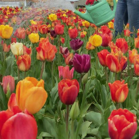 Fertilizing Tulips: A Comprehensive Guide