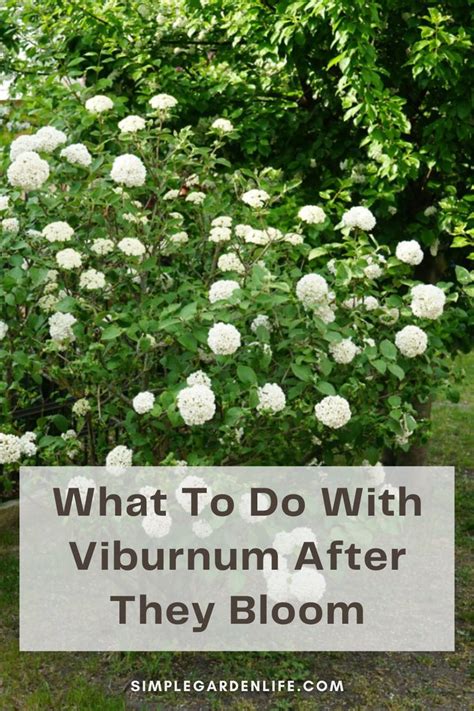 Fertilizing Viburnum: A 4-Step Guide for Bountiful Blooms