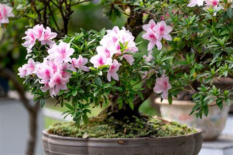 Fertilizing Your Azaleas: The Ultimate 10,000-Character Guide