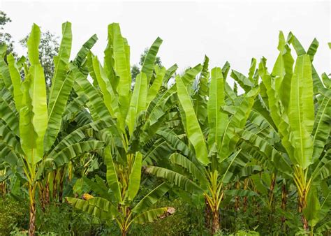 Fertilizing Your Banana Tree: A Comprehensive Guide to Bountiful Harvests