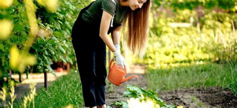 Fertilizing Your Garden: A Comprehensive Guide to Healthy Plants and Bountiful Harvests