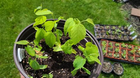 Fertilizing Your Hackberry Sapling: A Complete 5-Step Guide