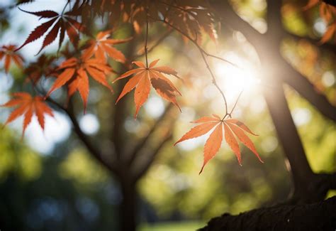 Fertilizing Your Japanese Maple for Optimal Health and Beauty