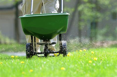 Fertilizing Your Lawn with Dog Poop: A 5-Step Guide