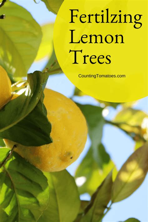 Fertilizing Your Lemon Tree: A Complete 10-Step Guide