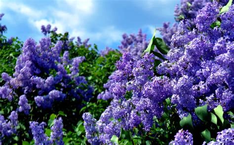 Fertilizing Your Lilac: A Comprehensive Guide for 4 Vibrant Bloom Seasons