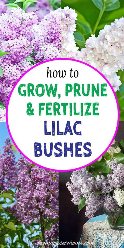 Fertilizing Your Lilac: The Ultimate 5-Step Guide