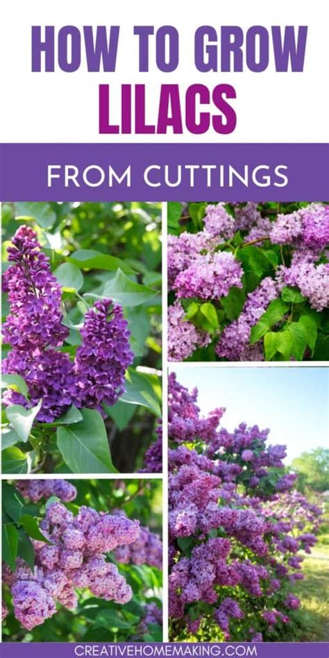 Fertilizing Your Lilac for Explosive Blooms: A Gardener's Guide