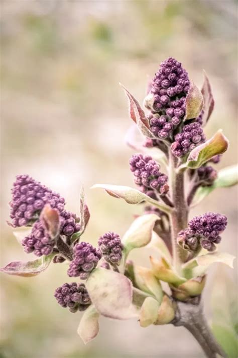 Fertilizing Your Lilacs: 10 Easy Steps to Spectacular Blooms