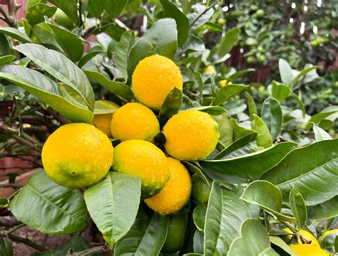 Fertilizing Your Meyer Lemon: A Comprehensive Guide for Bountiful Citrus