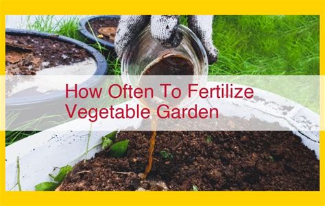 Fertilizing Your Organic Garden: A Comprehensive Guide