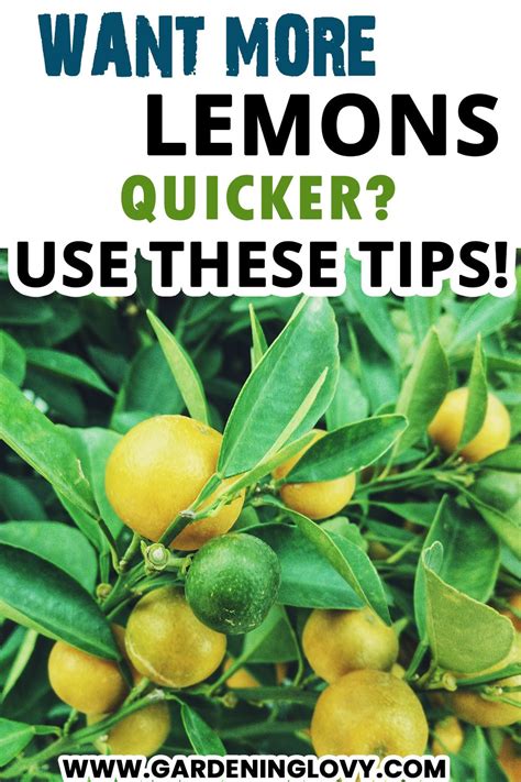 Fertilizing Your Potted Lemon Tree: A Step-by-Step Guide